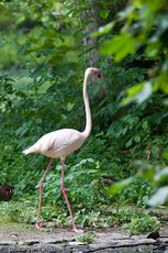 Flamingo (17 von 21).jpg